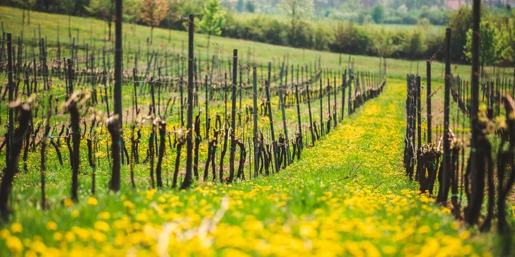 Komentovaná prohlídka vinařství Johann W s degustací pro jednoho, pár i partu až 15 osob