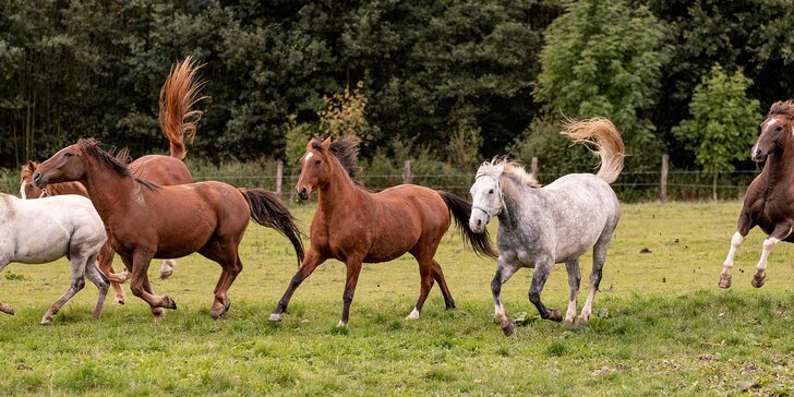 S koněm na procházku: péče, čištění i vodění koně pod dohledem koňáka