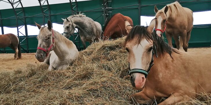 Pobyt na ranči v Jeseníkách se snídaní i privátním wellness a vyjížďkou na koních