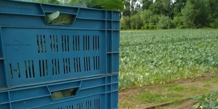 Bedýnky plné ovoce a zeleniny: 5–7 nebo 10–13 kg, osobní odběr i rozvoz