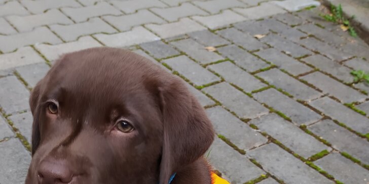 Podpořte Nadaci Leontinka: příspěvek na výcvik asistenčních psů pro děti s kombinovaným postižením