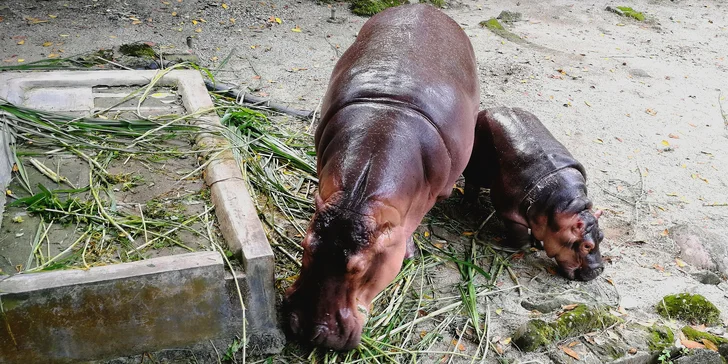 Najděte hrošíka ztraceného v zoo: dobrodružná online šifrovací hra pro děti