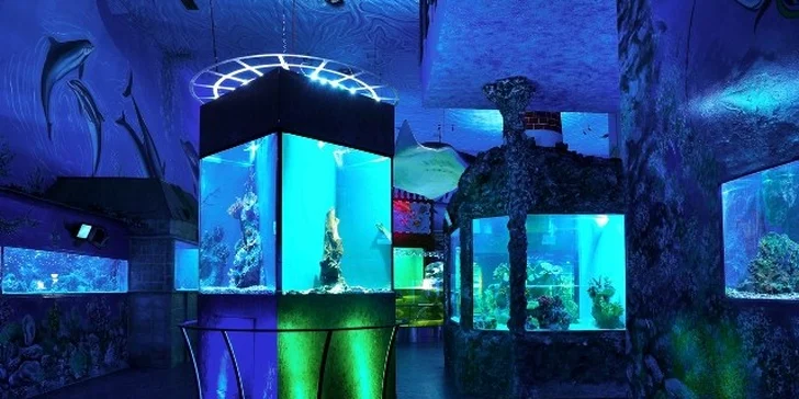 Rodinné vstupenky do Mořského světa pro dospělé i děti. Žraloci, želvy, piraně a spousta dalších živočichů a atrakcí!