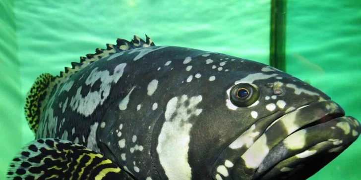 Rodinné vstupenky do Mořského světa pro dospělé i děti. Žraloci, želvy, piraně a spousta dalších živočichů a atrakcí!