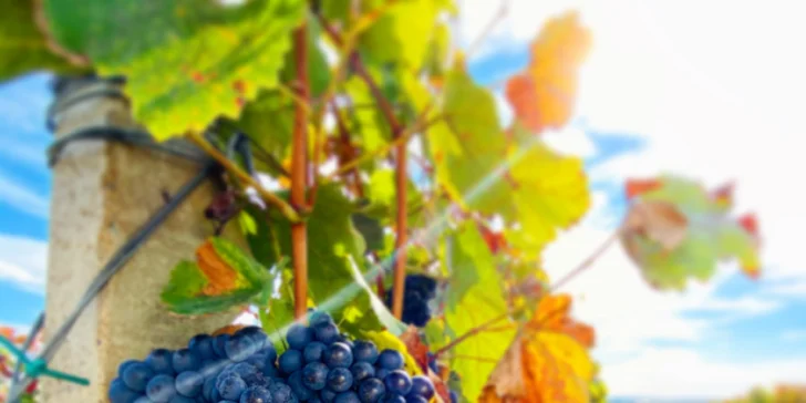 Posezení v moravském sklípku: řízená degustace, neomezená konzumace i lahev domů