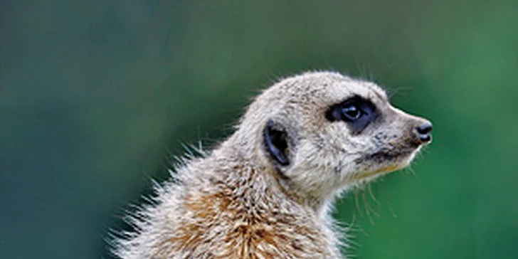 Zvířátka od ar po zubry: vstupné do táborské zoo pro dospělé, děti i rodiny
