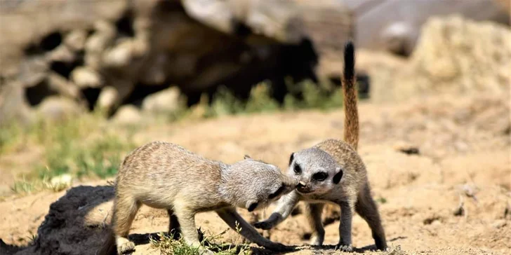 S rodinou za zážitky: pobyt v táborské zoo, vstupenky i péče o zvířátka