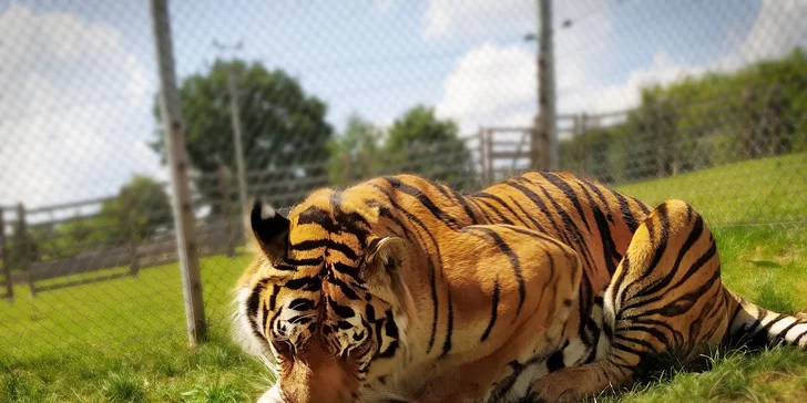 S rodinou za zážitky: pobyt v táborské zoo, vstupenky i péče o zvířátka