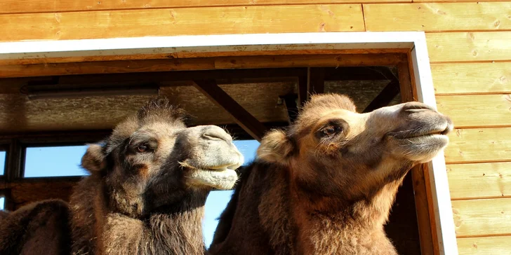 Zvířátka od ar po zubry: vstupné do zoologické zahrady v Táboře