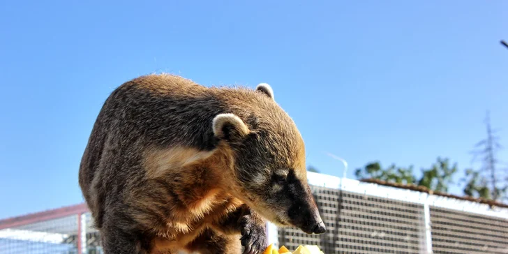S rodinou za zážitky: pobyt v táborské zoo, vstupenky i péče o zvířátka