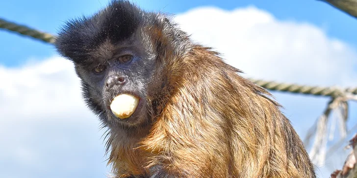 S rodinou za zážitky: pobyt v táborské zoo, vstupenky i péče o zvířátka
