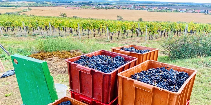 Posezení v moravském sklípku: řízená degustace, neomezená konzumace i lahev domů