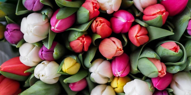 Kytice pro radost: 10–25 tulipánů s přízdobou, osobní vyzvednutí v Ostravě