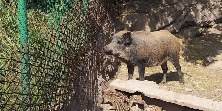 Na dovolenou do Polska: snídaně či polopenze, 45 min. ve finské sauně, koupaliště i minizoo
