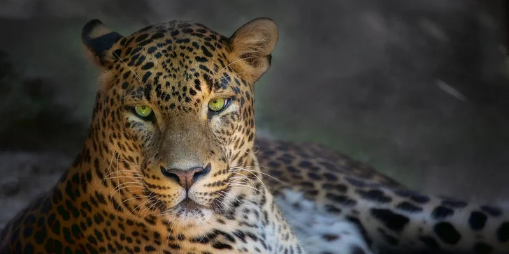 Za den fotografem: fotografické kurzy v zoo Praha, Liberec, Dvůr Králové a Jihlava