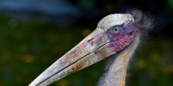 Za den fotografem: fotografické kurzy v zoo Praha, Liberec, Dvůr Králové a Jihlava