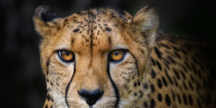 Za den fotografem: fotografické kurzy v zoo Praha, Liberec, Dvůr Králové a Jihlava