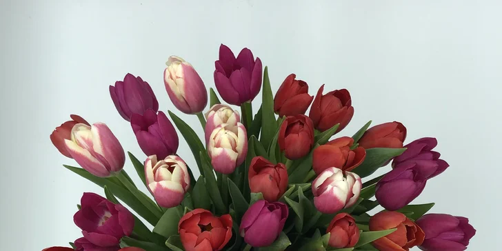 25, 51 nebo 101 holandských tulipánů, které vykouzlí úsměv na tváři