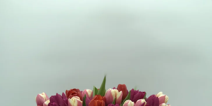 25, 51 nebo 101 holandských tulipánů, které vykouzlí úsměv na tváři