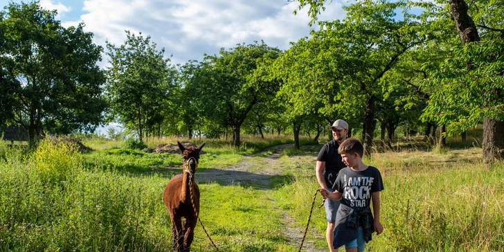 Alpaka trekking: vycházka po Moravském krasu se dvěma lamami a průvodcem