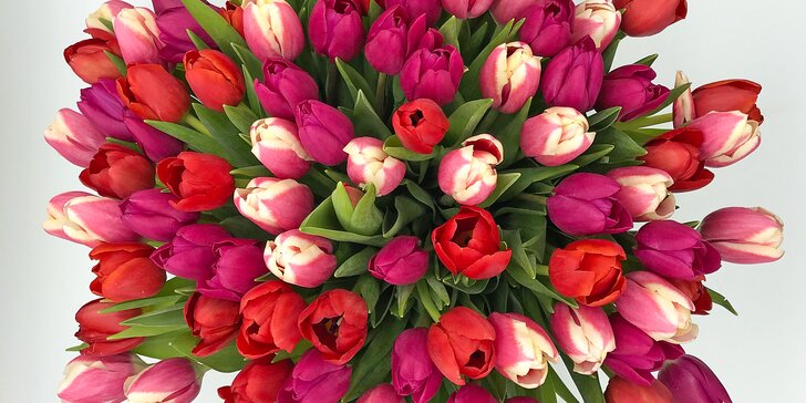 25, 51 nebo 101 holandských tulipánů, které vykouzlí úsměv na tváři
