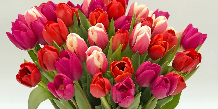 25, 51 nebo 101 holandských tulipánů, které vykouzlí úsměv na tváři