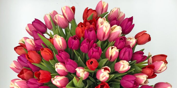 25, 51 nebo 101 holandských tulipánů, které vykouzlí úsměv na tváři