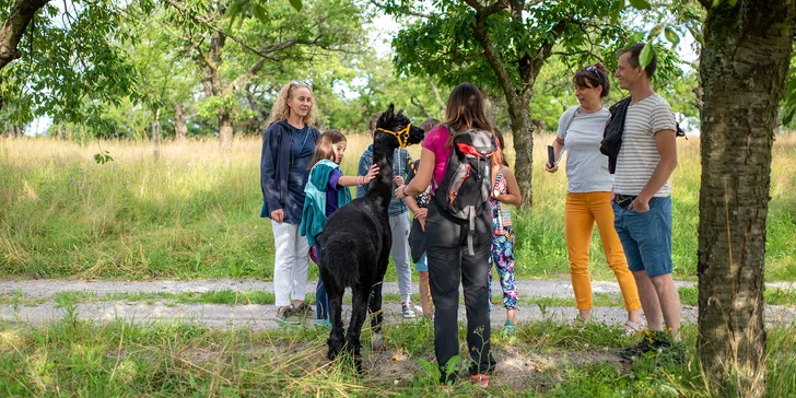 Alpaka trekking: vycházka po Moravském krasu se dvěma lamami a průvodcem
