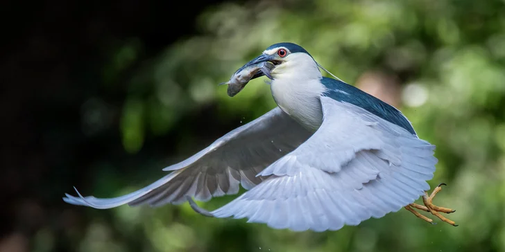 Za den fotografem: fotografické kurzy v zoo Praha, Liberec, Dvůr Králové a Jihlava