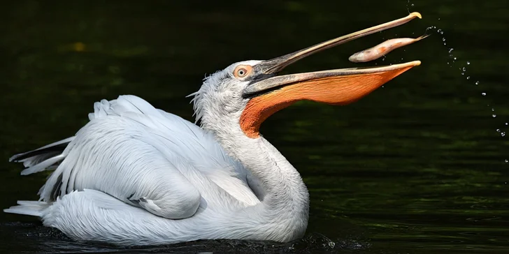 Za den fotografem: fotografické kurzy v zoo Praha, Liberec, Dvůr Králové a Jihlava