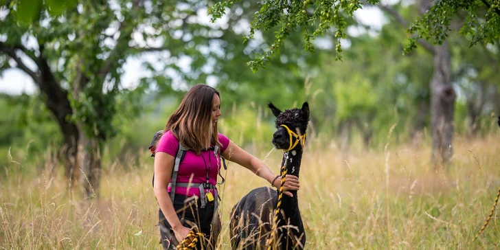 Alpaka trekking: vycházka po Moravském krasu se dvěma lamami a průvodcem