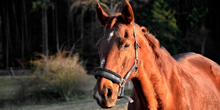Užijte si báječný den u koní: výuka ve stáji, sedlání i vyjížďka do přírody