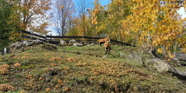 Pohodový pobyt na Šumavě s polopenzí pro pár i rodinu