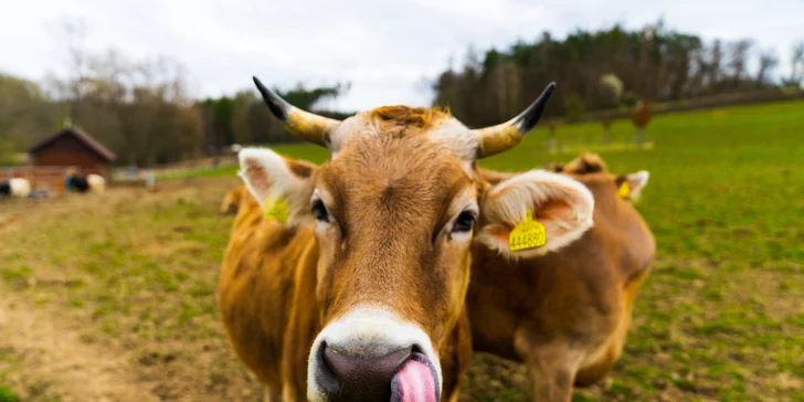 Celodenní vstupenky do Farmaparku pro dítě či dospělého nebo pro celou rodinu
