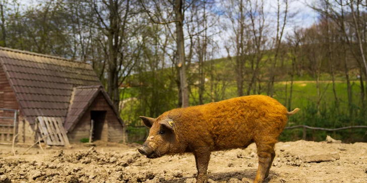 Celodenní vstupenky do Farmaparku pro dítě či dospělého nebo pro celou rodinu
