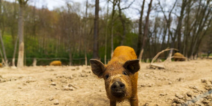 Celodenní vstupenky do Farmaparku pro dítě či dospělého nebo pro celou rodinu