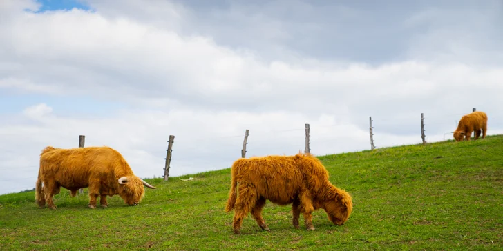 Celodenní vstupenky do Farmaparku pro dítě či dospělého nebo pro celou rodinu