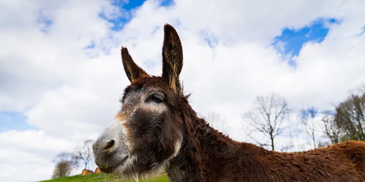 Celodenní vstupenky do Farmaparku pro dítě či dospělého nebo pro celou rodinu