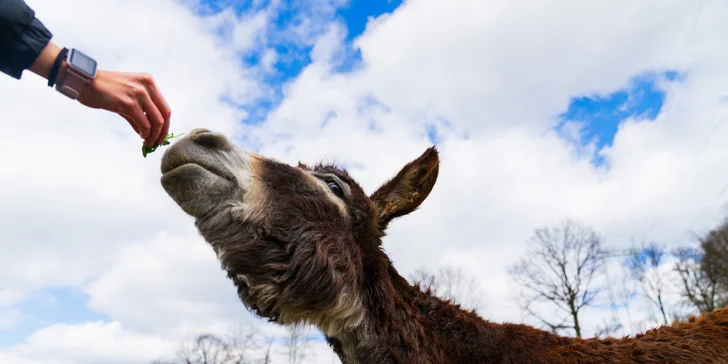 Celodenní vstupenky do Farmaparku pro dítě či dospělého nebo pro celou rodinu
