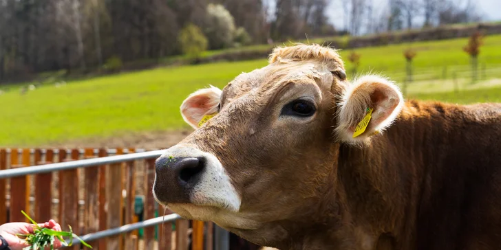 Celodenní vstupenky do Farmaparku pro dítě či dospělého nebo pro celou rodinu