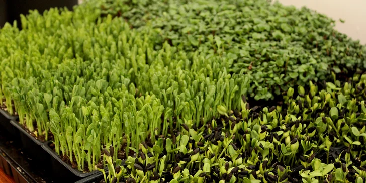 Microgreens plné živin a vitamínů: ředkvička, slunečnice nebo hrách