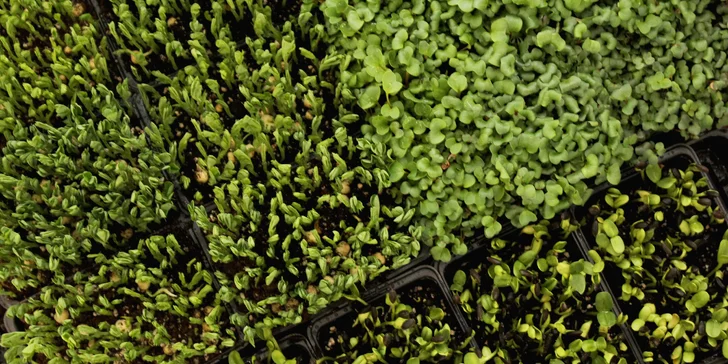 Microgreens plné živin a vitamínů: ředkvička, slunečnice nebo hrách