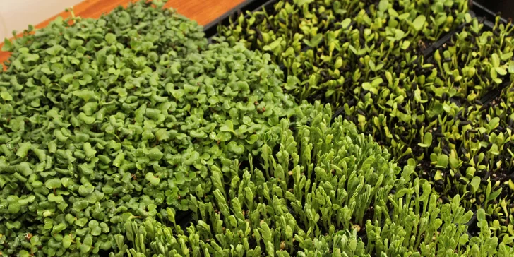 Microgreens plné živin a vitamínů: ředkvička, slunečnice nebo hrách