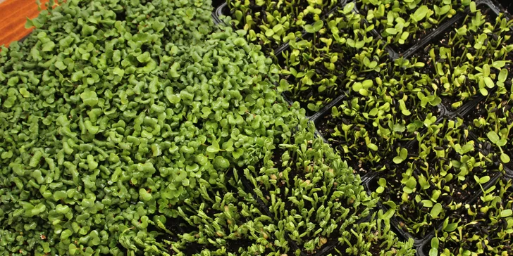 Microgreens plné živin a vitamínů: ředkvička, slunečnice nebo hrách