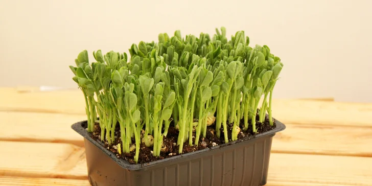 Microgreens plné živin a vitamínů: ředkvička, slunečnice nebo hrách