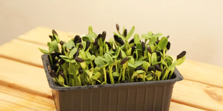 Microgreens plné živin a vitamínů: ředkvička, slunečnice nebo hrách