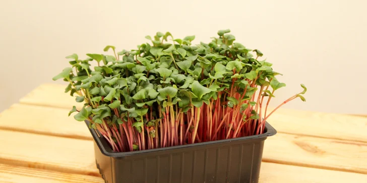 Microgreens plné živin a vitamínů: ředkvička, slunečnice nebo hrách