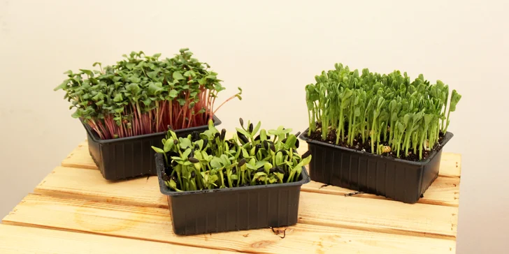 Microgreens plné živin a vitamínů: ředkvička, slunečnice nebo hrách