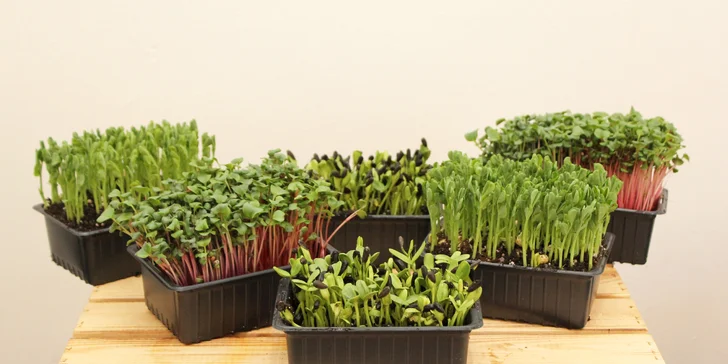 Microgreens plné živin a vitamínů: ředkvička, slunečnice nebo hrách