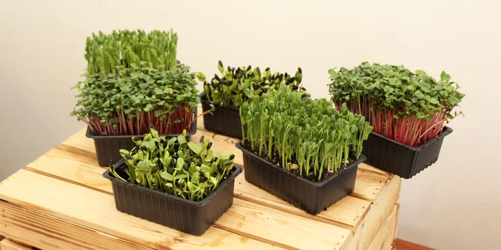 Microgreens plné živin a vitamínů: ředkvička, slunečnice nebo hrách